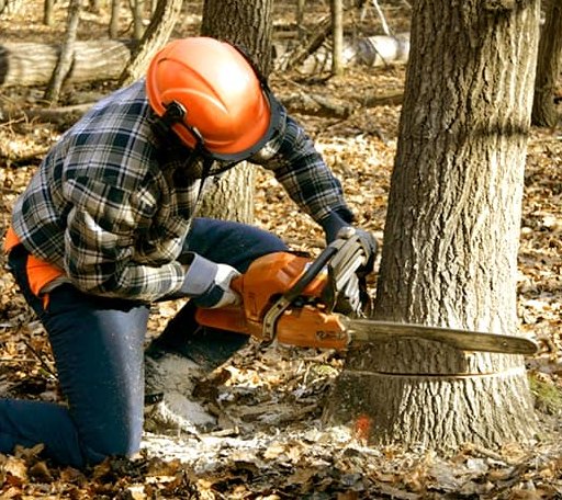Tree Removal in Rentiesville, OK
